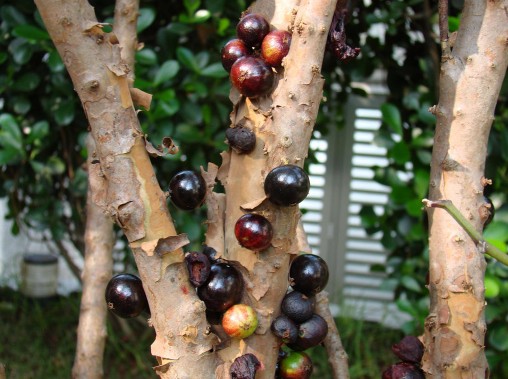 Jabuticaba seed